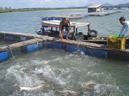 Quang Ninh to increase salt water aquiculture area to 6,700 hectares